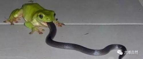 娱乐吃瓜酱大胖蛇,揭秘娱乐圈背后的秘密与趣闻